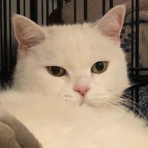 Meet your Posher, Jacqueline